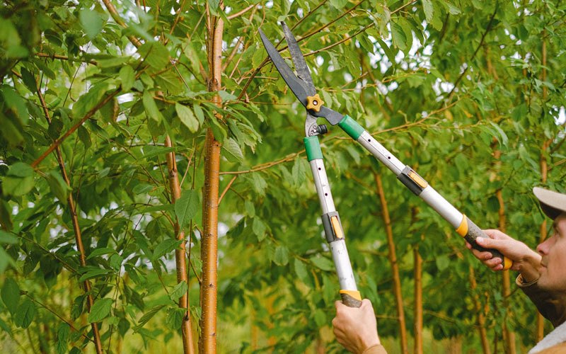 Tree trimming in Springfield, ID